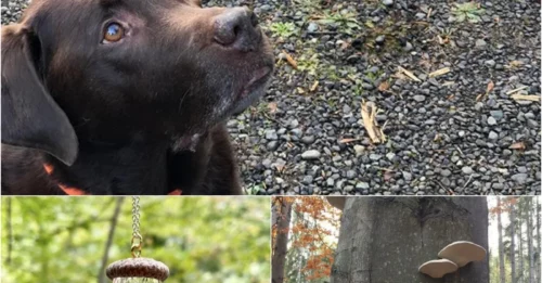 Unbelievable! 50 Jaw-Dropping Finds That Turned Foragers Into Instant Internet Sensations