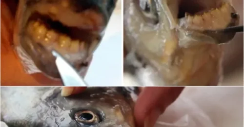 This Freakish Fish Has Human Teeth… and a Dangerous Appetite for Male ‘Jewels’!