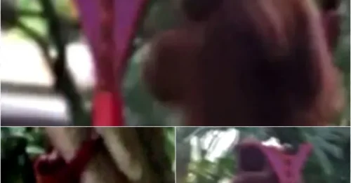 Unbelievable! Escaped Orangutan Takes a Casual Stroll Through Florida Zoo!