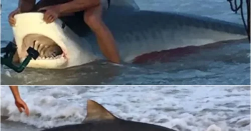 No Fishing Rod Needed: Watch This Man Wrestle a Giant Tiger Shark with Just His Hands!