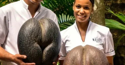 Shocking: The World’s Largest Seed Weighs as Much as an 8-Year-Old Child!