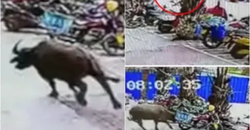 Shocking Moment: Enraged Beast Goes on Rampage in Crowded Market After 'Seeing Red'!