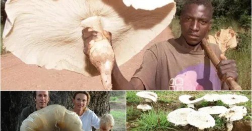 The World’s Largest Edible Mushroom Grows Massive Thanks to a Secret Alliance with Termites – The Shocking Truth!