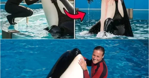 Behind the Viral Orca Attack: The Disturbing Reality Jessica Radcliffe’s Video Uncovers