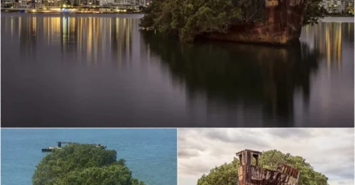Rust to Rainforest: The 1911 Warship That Fought in WWII – Now a Floating Jungle!