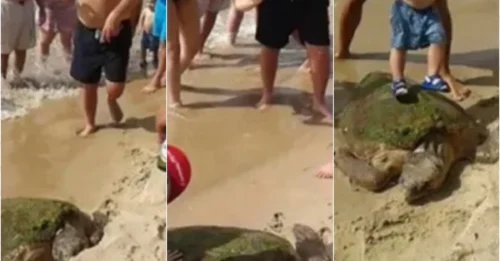 Horrifying Abuse: Sea Turtle Nearly Crushed to Death by Tourists Taking Photos