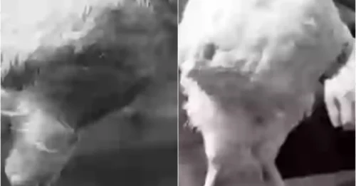 Zombie Chicken Lives 18 Months Without a Head: The Axe Survivor That Defied Death