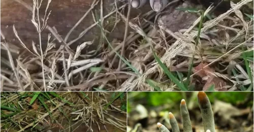 This Fungus is Known as ‘Dead Man’s Fingers’ And Is Kind of Disturbing