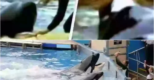 Shocking footage shows SeaWorld trainer's final moments before orca pulled her into its jaws and killed her