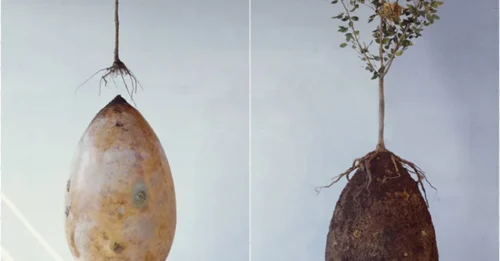 Your Dead Body Can Grow a Tree – The Shocking Future of Burials!