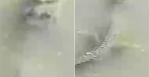 Alligators Don’t Freeze to Death – The Shocking Way They Survive Icy Waters