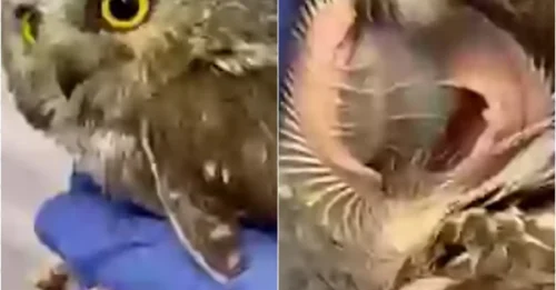 The Disturbing Truth About an Owl’s Ear Will Haunt You Forever