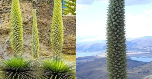 Century-Old Mystery: The Giant Plant Wakes Up, Blooms Spectacularly, Then Vanishes Forever!