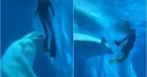 The Chilling Truth Behind a Beluga Whale’s Deadly Attack on a Diver in Front of Visitors