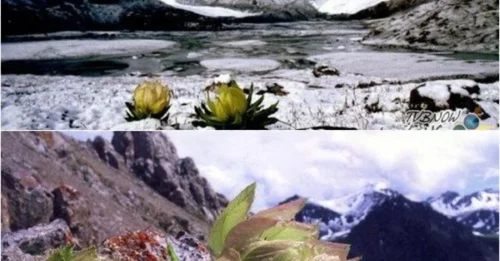 For Centuries, No One Dared Reveal the Truth About These Two Snow Lotuses