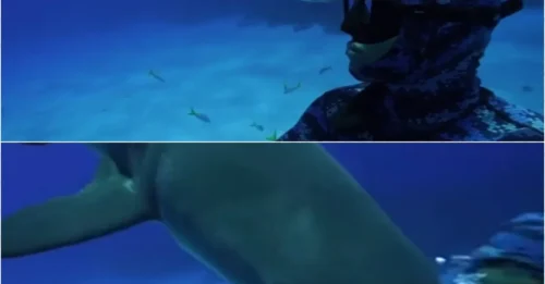 The Moment a Blind Shark Turns Violent – Diver’s Face Becomes the Target in Stunning Attack