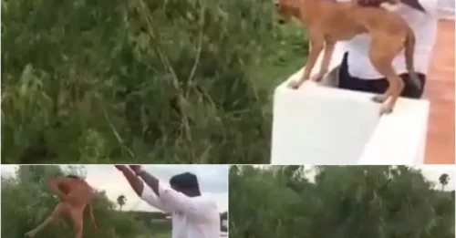 Thug Laughs After Tossing Puppy Off Roof – Disturbing Video Goes Viral