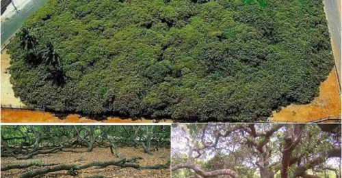Shocking Discovery: A 1,000-Year-Old Cashew Tree That’s Slowly 'Swallowing' a Forest!