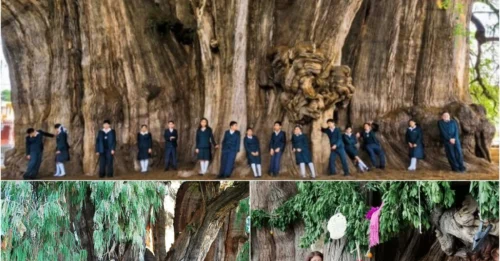 The Tule Tree Doesn't Just Have The World's Thickest Trunk - It's Still Growing, And No One Knows Why