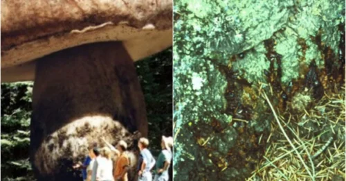 A testament to endurance: It has survived 2,400 years of history and now blankets an entire forest — the truth about the giant organism beneath our feet.