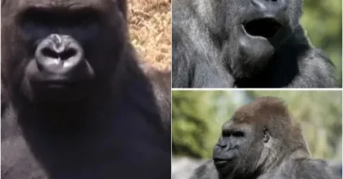The million-dollar plan to save the gorilla species collapsed after the sudden death of the dominant silverback, Bantu