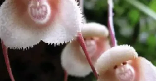 Shocking truth revealed: The Monkey Orchid is no illusion – it’s living proof of nature’s miracles