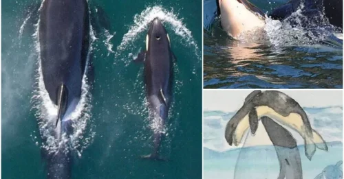 A Journey of Sorrow: Tahlequah and the Heart-Wrenching 1,000-Mile, 17-Day Mourning Voyage with Her Calf at Sea