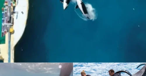 Shocking Zoo Practice: Zookeepers Forced to ‘Manually Stimulate’ Orca to Stop Him From Mating With His Mother