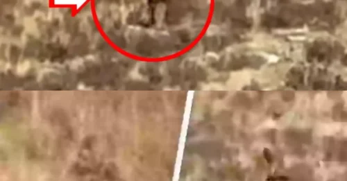 A New Era of Bigfoot Research Begins: The Clearest Video Evidence in History Released in Colorado
