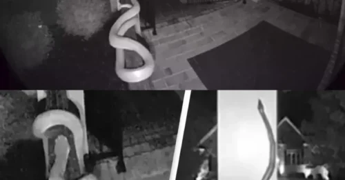 The jaw-dropping moment a giant snake turned a front porch into its personal slide was fully captured on camera