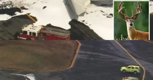 Pilot Faces Mid-Air Disaster After Brutal Collision With a Deer During Takeoff