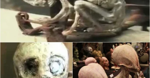 Breaking News: Shocking Revelation – Mexico’s Mysterious Babies Confirmed as Real Aliens!