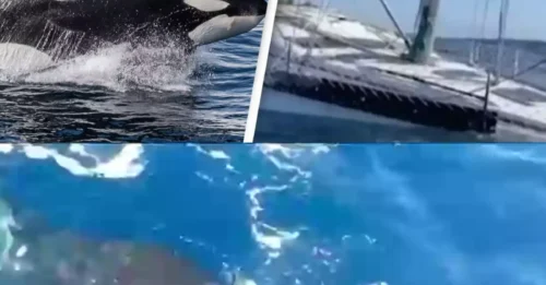 REVENGE AT SEA! Killer Whale Pod Ambushes Unlucky Captain for the SECOND TIME — He Says They’re Out for ‘Payback’!