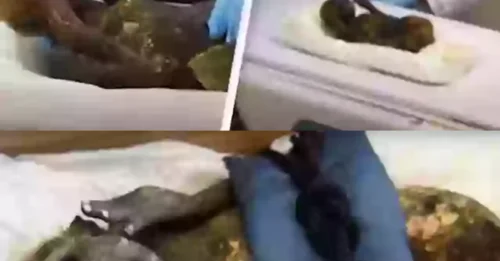 Shocking Scandal: The Explosive Secret Behind the ‘Sacred Mermaid Mummy’ Finally Exposed After Centuries of Deception!