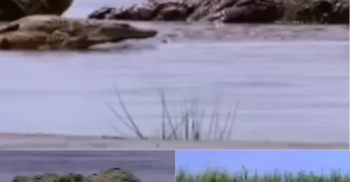 The real reason the ‘demon’ crocodile always escaped: Chilling truth revealed in final footage.