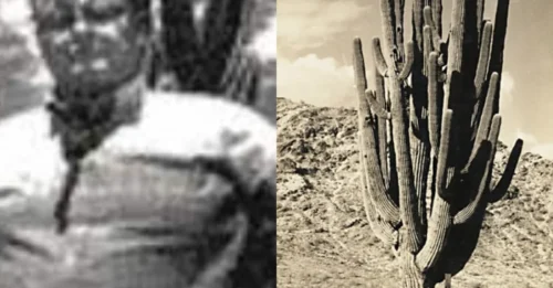 Shocking truth: It wasn’t the thorns, but the deadly secret hidden inside the cactus that killed the man