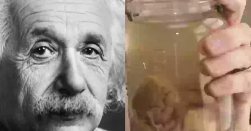 Brain Heist! The Bizarre 40-Year Obsession With Einstein's Grey Matter That Science Wants You to Forget!