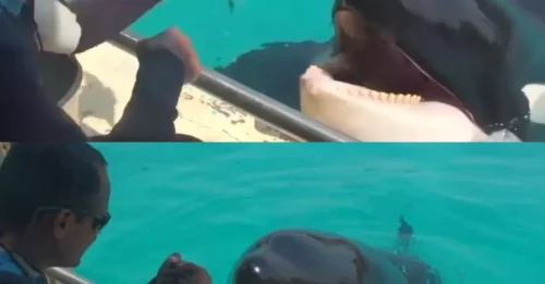 SHOCKING SECRET: Eerie recording reveals what killer whales are trying to say to humans!