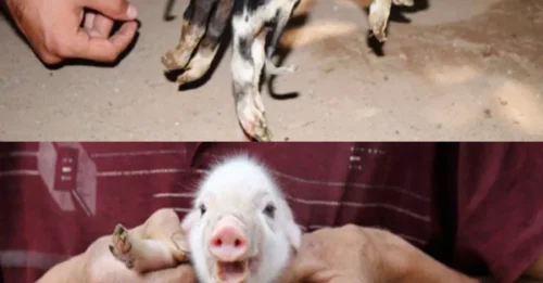 Farmers Are Whispering About a 'Cursed' Piglet: The Disturbing Birth Defect They Tried to Hide