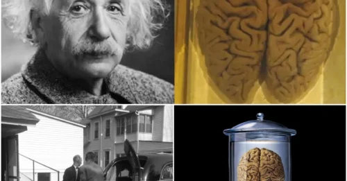 Einstein's Final Secret: The Gruesome Journey of a Genius's Stolen Brain.