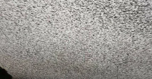 IS THIS THE END OF DAYS? Rome's BIBLICAL PLAGUE as Birds BLOCK OUT THE SUN