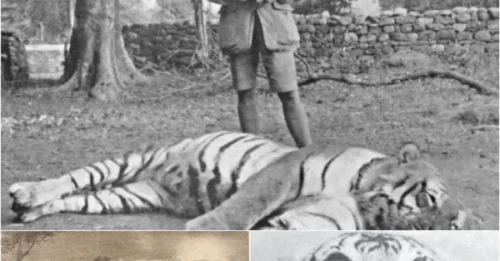 HOW COULD ONE TIGER KILL 436? The HORRIFYING Truth Behind History's Deadliest Animal
