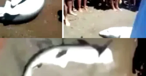 They Saw a Helpless Animal Dying. Their First Instinct Was to Pose: The Disgusting Scene on a Spanish Shore
