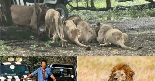 ZOO HORROR: Keeper MAULED TO DEATH by Lion Pride as Tourists Watch in HORROR