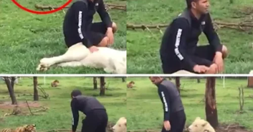 Incredible Loyalty: The Moment the 'Jungle King' Became an Unlikely Bodyguard, Shielding His Keeper from Attack