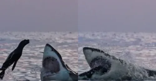 OCEAN TRAGEDY: Unlucky Seal 'Leaps Straight' into the Mouth of Death!