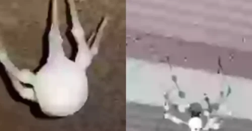 IT'S AN INVASION! Shocking 'Zombie' Spider Horror Show Unfolding in U.S. Homes