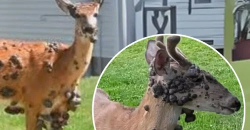 DEERZILLA TERROR! Mutant Herd Spotted Oozing 'Flesh Bubbles' As Scientists Whisper Of 'Outbreak'!