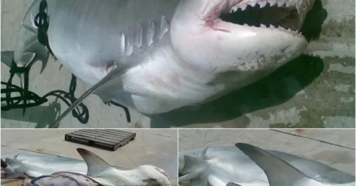 SHARK VOMITS HUMAN FOOT: Fisherman Makes HORRIFYING Discovery That Solves Missing Boater Mystery