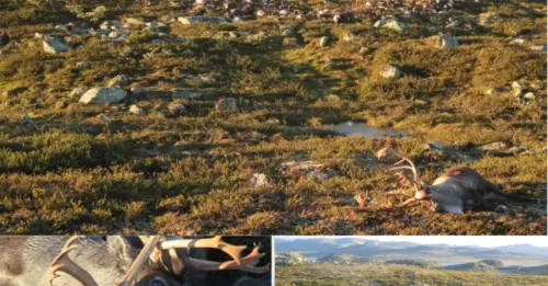 A warning from the heavens: The single lightning bolt that killed 323 reindeer was not an accident, but a message